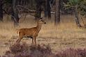 06 Hoge Veluwe, edelhert